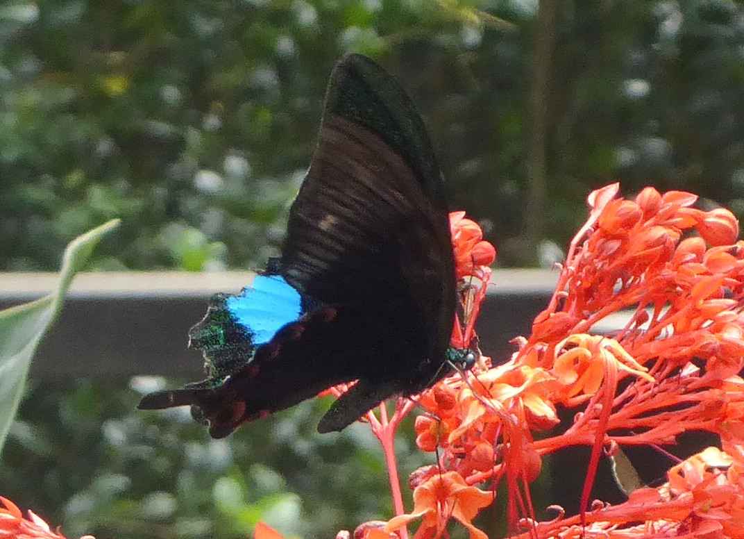 Papilio hermosanus Papilio hermosanus